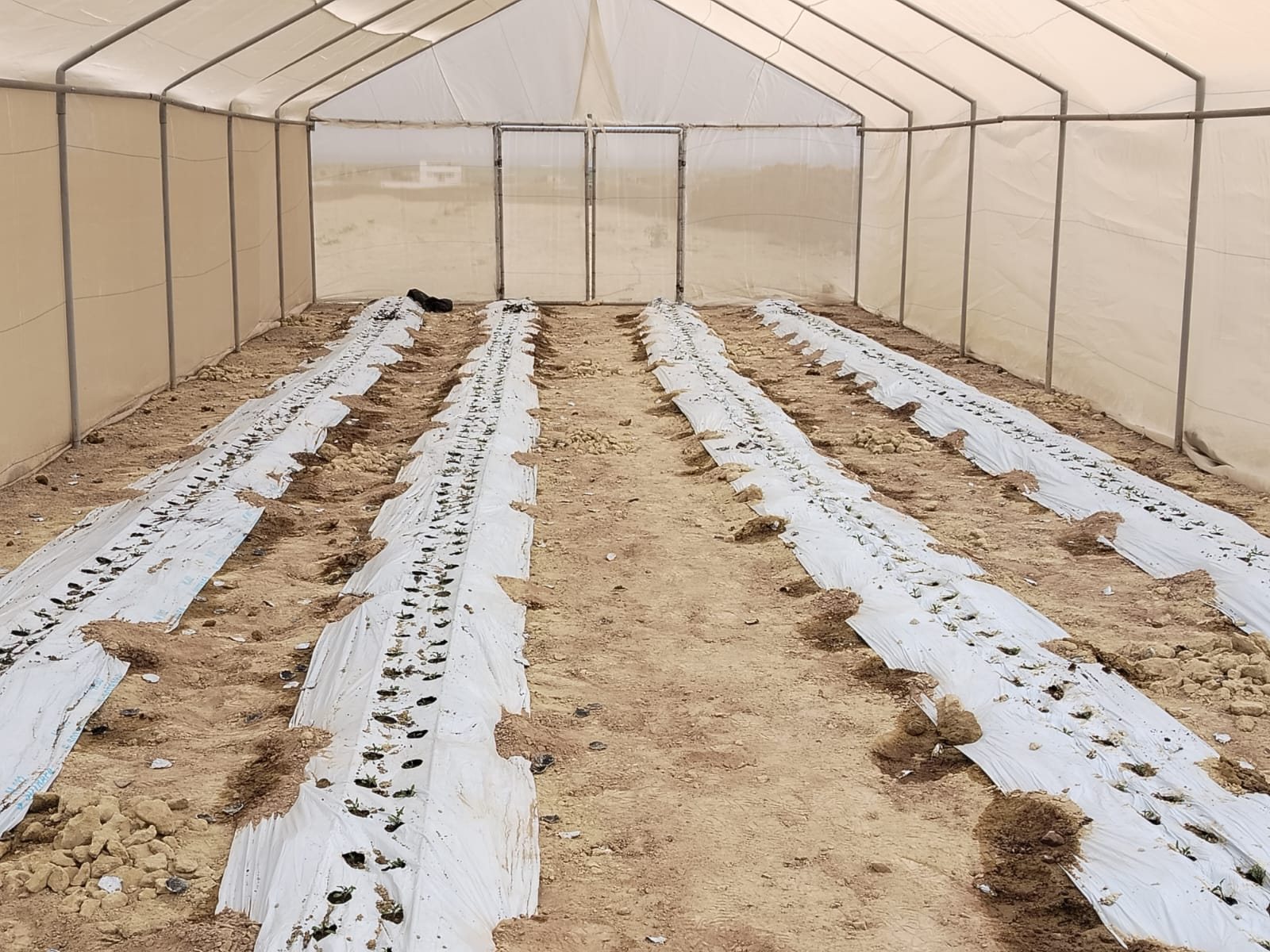 Tomate indeterminado y fresa en fitotoldos · Camaná, Arequipa